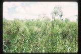 Marshes adjacent to the La Venta archaeological zone in Northwest Tabasco state, Mexico. Note Cyperus giganteus similar to Cyperus Papyrus