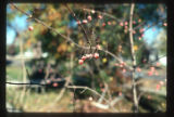 Eastern Wahoo (Euonymus atropurpureus) in fruit