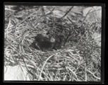 Double-crested Cormorant nest and young