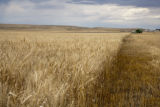 Wheat harvest, early September, east-central Montana, near U.S. Hwy. 87, between Circle and Grass Range.