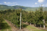Apple Valley orchard grows University of Minnesota Honeycrisp apples in the foothills of the North Cascades.