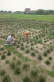 Perennial ryegrass variety development and winter hardiness testing. Research plots on St. Paul Campus, University of Minnesota.