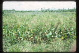 Marshes adjacent to the La Venta archaeological zone in Northwest Tabasco state, Mexico. Note Cyperus giganteus similar to Cyperus Papyrus