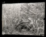 Bobwhite nest, small