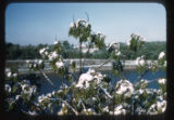 Snow on Sumac
