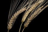 2-row barley at the University of Minnesota's Northwest Research and Outreach Center, Crookston.