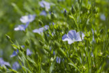 Organic grown flax at University of Minnesota test plots in Polk County, Minnesota.