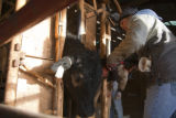 Beef research and education at the University of Minnesota, Rosemount Research and Outreach Center.