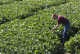 Soybean plots of University of Minnesota soybean researcher Seth Naeve for soybean production research.