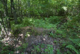 Site of a tornado approximately 25 years earlier, releasing the aspen.