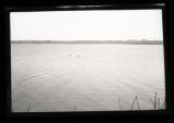 Scenery for Swan Group, bass ponds