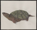 Snapping Turtle