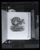 Dodo, illustration from Joseph Leopold Fitzinger, "Bilder-Atlas zur Wissenschaftlich-Populren Naturgeschichte der Wirbelthiere"
