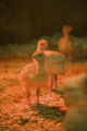 Turkey research, flock at Rosemount Research and Outreach Center, University of Minnesota.