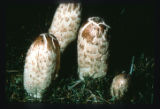 Coprinus comatus