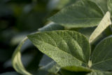 Morning dew on soybean leaves at the University of Minnesota's Southern Research and Outreach Center, Waseca, Minnesota.