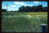 Mickelson Farm old field strip, post 0