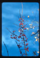 Minneapolis, Wahoo (Euonymus purpureus)