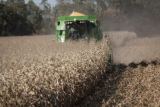 Combine harvesting corn at the University of Minnesota, Rosemount Research and Outreach Center.