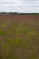 Turf grass seed production field, near harvest time.