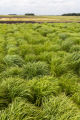 Perennial ryegrass (left) breeding.