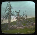 Timberline trees