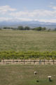 Colorado vineyard growing University of MInnesota grape varieties.