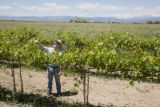 Colorado vineyard growing University of MInnesota grape varieties.
