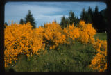 Scotch broom, bracken fern, and Douglas fir on abandoned field