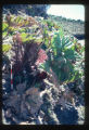 Frosted Gunnera in flower on wall of crater near parking area