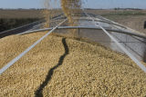 Harvesting soybeans on the Craven farm in Jackson County, Minnesota.