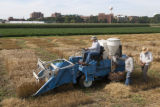 Harvesting wheat research plots using small scale combine. St. Paul Campus, University of MInnesota.