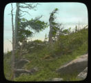 Timberline trees