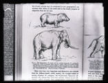 Prehistoric animals, Hippopotamus and southern mammoth, illustration from a printed publication