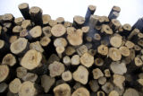 Aspen and other species logged during the winter and piled at landing ready for transport to mill in International Falls.