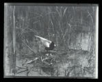 Black Tern on nest