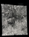 Toad, Bufo americana