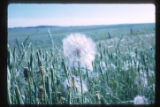 Salsify naturalized along United States Highway 12