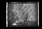 Ruffed Grouse alarmed, back view