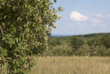 Old apple trees overlooking Lake Superior.