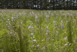 Potential alternative legume crops being investigated by University of Minnesota researchers.