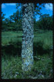 Lichens on Southeast side of Bur oak at Agassiz dunes, Fertile, Minnesota