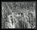 King Rail nest and eggs