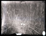 Heron's nest, four eggs