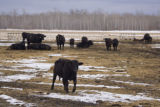 Bovine TB research and control in northern Minnesota, to prevent spread of disease between livestock (primarily cows) and wild deer.