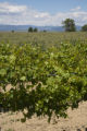 Colorado vineyard growing University of MInnesota grape varieties.