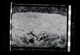 Four young flickertails, Richardson's spermophile