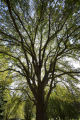 The original 'St. Croix' elm tree near Afton, Minnesota. Resistant to Dutch elm disease.