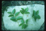 Salal, Gaultheria shallon, shoots for comparison with Sal, Shorea robusta, of India
