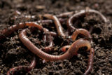 Earth worms. Earth worms.